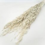 Ovăz sălbatic albit set 100g