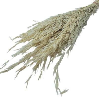 Ovăz sălbatic albit set 100g