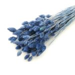 Phalaris Jeans set 80g