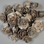 Con Cedar Rose 3-5cm albit set 100g