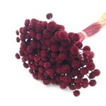 Flori uscate Nasturel bordo 50cm