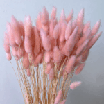 Lagurus premium Baby Pink x30