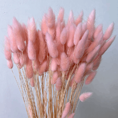 Lagurus premium Baby Pink x30