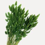 Pachet JUMBO Lagurus premium Verde x30