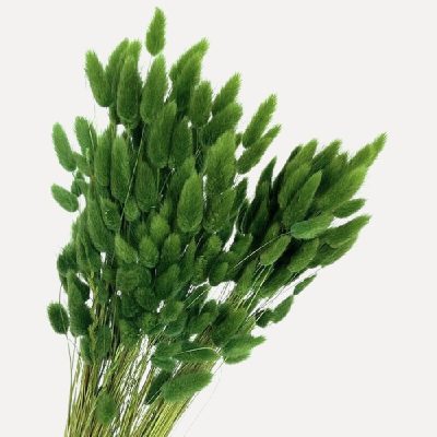 Pachet JUMBO Lagurus premium Verde x30