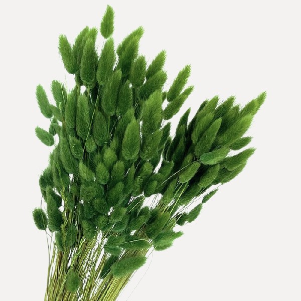 Pachet JUMBO Lagurus premium Verde x30 Pachet JUMBO Lagurus premium Verde x30