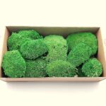 Muschi bombat Verde deschis 200g