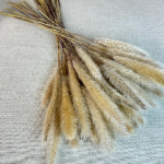 Pampas mini Natur set x20