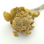 Achillea uscata Galben natur set 60g