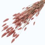 Lagurus Roz antic set 70cm