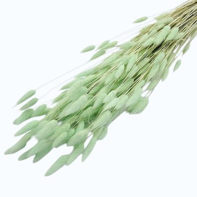 Lagurus Menta pal set 70cm