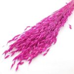 Ovăz sălbatic Fuchsia set 100g