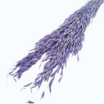 Ovăz sălbatic Mov set 100g