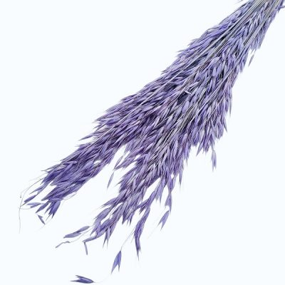 Ovăz sălbatic Mov set 100g