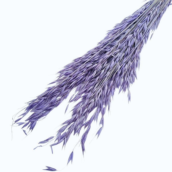 Ovăz sălbatic Mov set 100g Ovăz sălbatic Mov set 100g