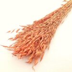 Ovăz sălbatic Oranj set 100g