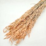 Ovăz sălbatic Piersica set 100g