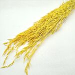 Ovăz sălbatic Galben set 100g