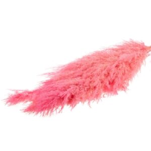 Pampas Cortaderia XXL ROZ 1buc