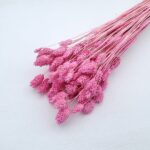 Phalaris Ice Pink set 80g