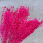 Flori uscate Broom Bloom premium Fuchsia 100g