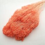 Flori uscate Broom Bloom premium Somon 100g