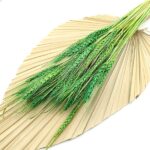 Grau uscat Triticale verde set 80g