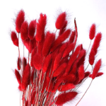 Lagurus premium bright red set 100g