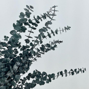 Eucalipt prep. Spirala Gri set