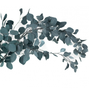 Eucalipt stabilizat banut smarald set