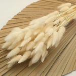 Lagurus albit bej 70cm