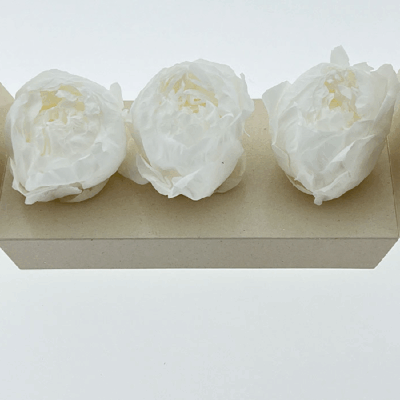 Bujor criogenat set x3 Alb