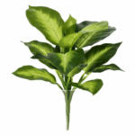 Dieffenbachia artificiala variegata tufa 25cm