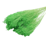 Flori uscate Broom Bloom premium Verde mar 100g