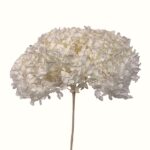 Hortensia criogenata cu flori mici light cream D20cm