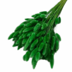 Lagurus premium verde iarba set 100g