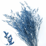 Limonium stabilizat Blue set 100g