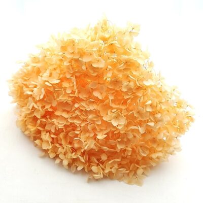 Hortensia stabilizata cu flori mici peach D20cm