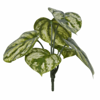 Peperomia artificiala variegata tufa 20cm