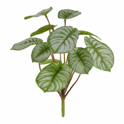 Peperomia artificiala variegata tufa 25cm