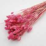 Phalaris cyclam set 80g calitatea II