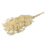 Ruscus albit stabilizat set 200g