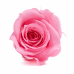 Miniroze criogenate set x12 BABY PINK