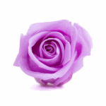 Miniroze criogenate set x12 lily