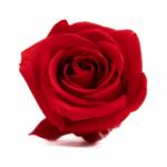 Miniroze criogenate set x12 rosu