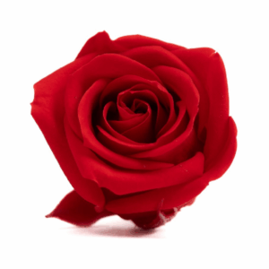 Miniroze criogenate set x12 rosu