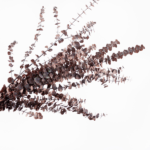 Eucalipt stabilizat Baby rosu set HQ