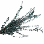 Eucalipt stabilizat Baby verde set HQ