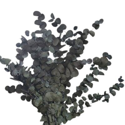 Eucalipt stabilizat Cinerea Gri set HQ