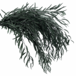 Eucalipt stabilizat Nicoly verde set HQ